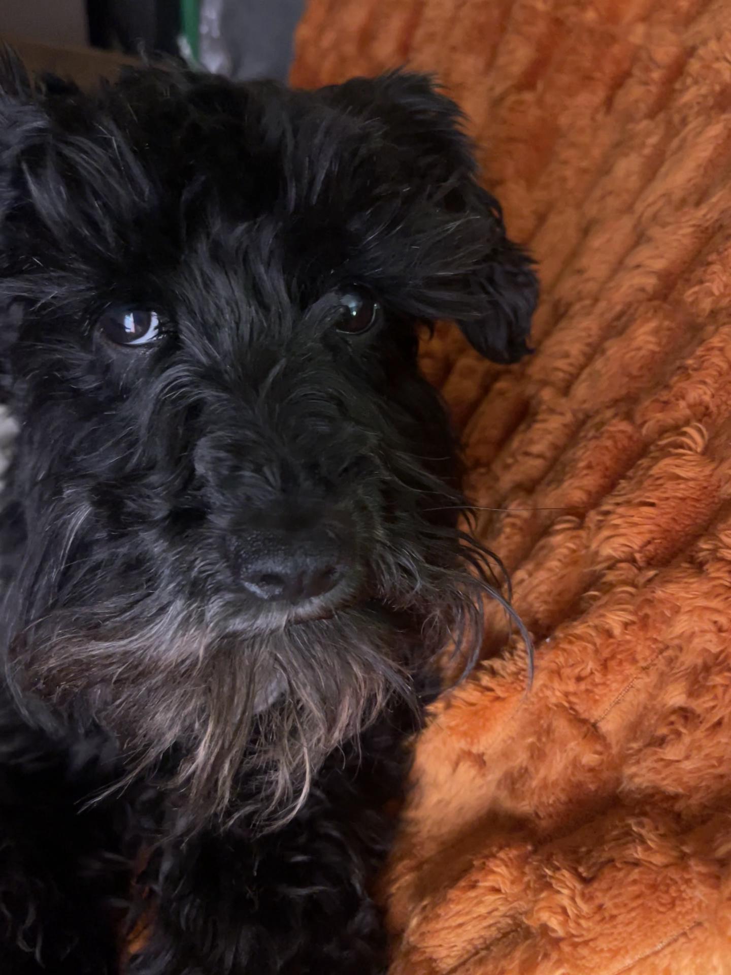 @LOU&rsquo;VON MINISCHNAUZER