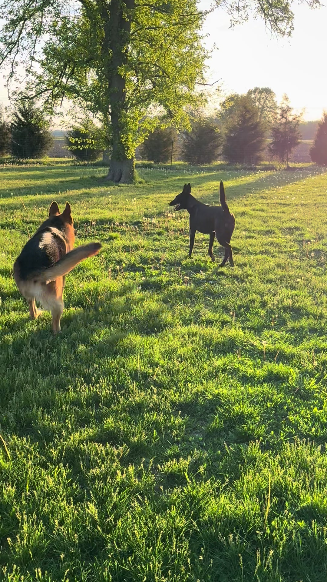 @RockSolidChevy
