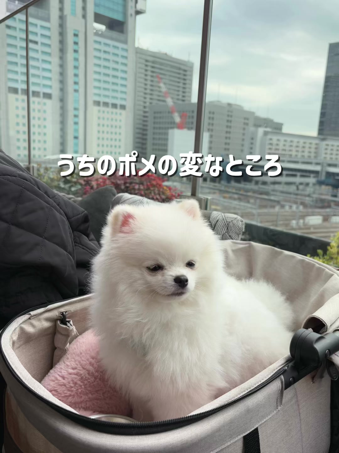 @ポメラニアンのミル🍼