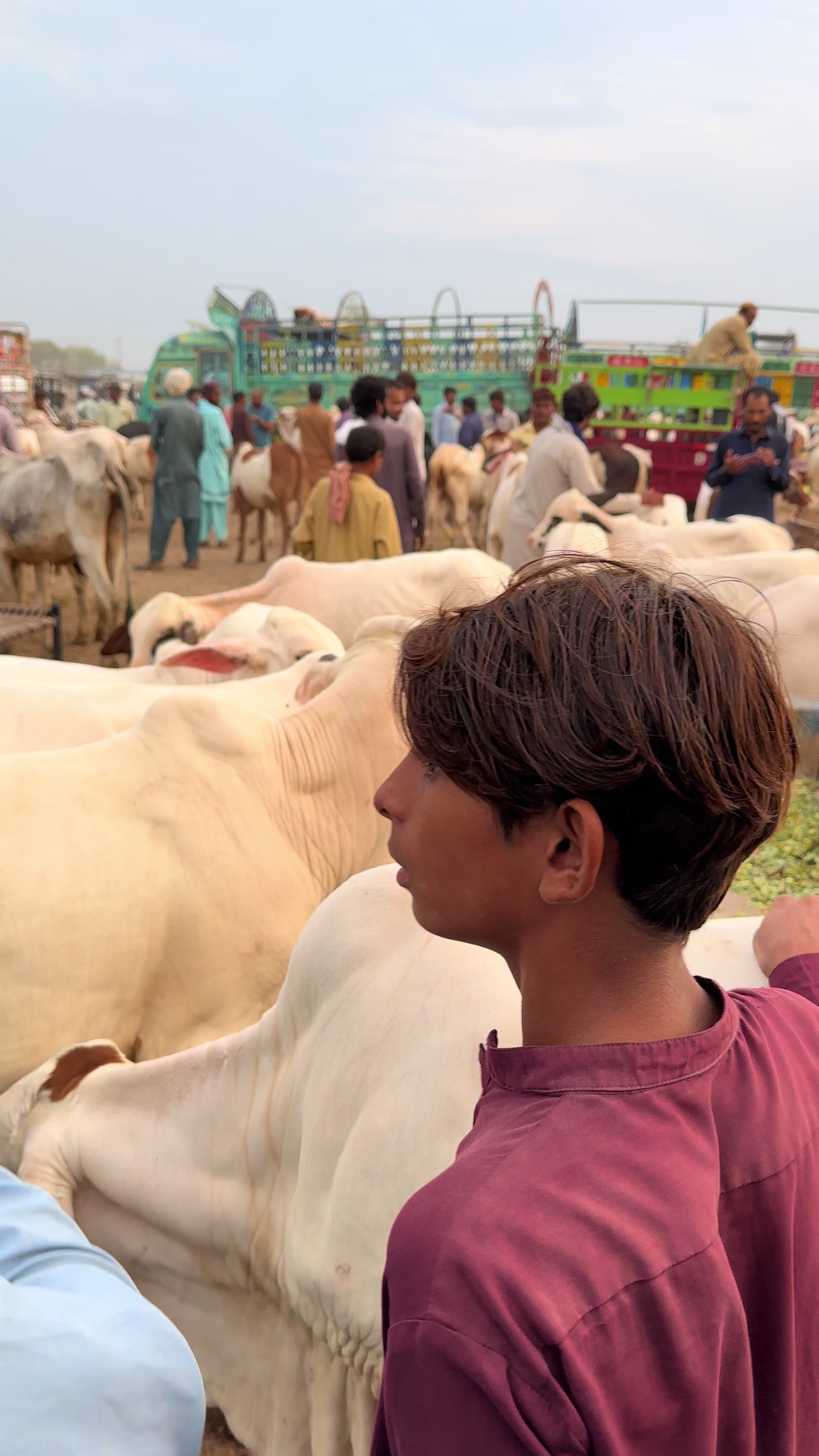 @Raza cattle farm 786