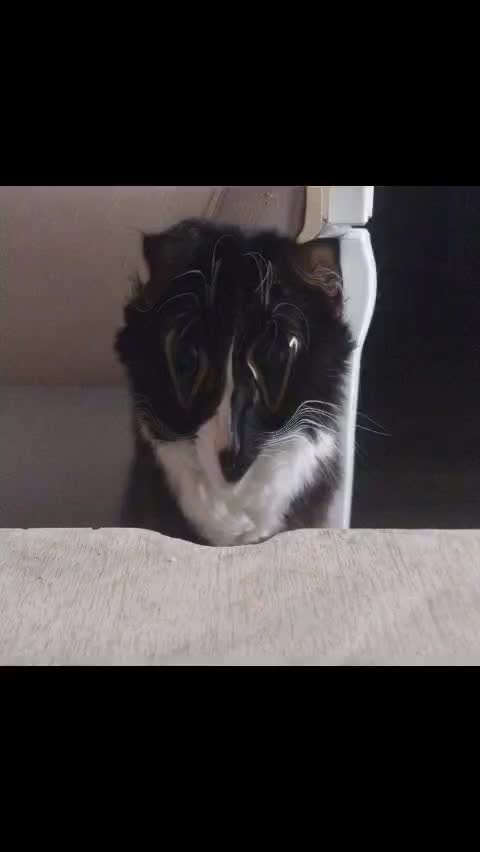 @лилац ∅ (котик хлыщ)