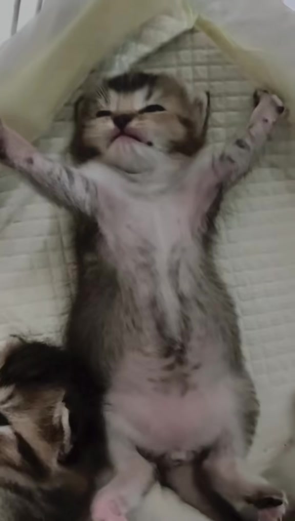 @catbosssss