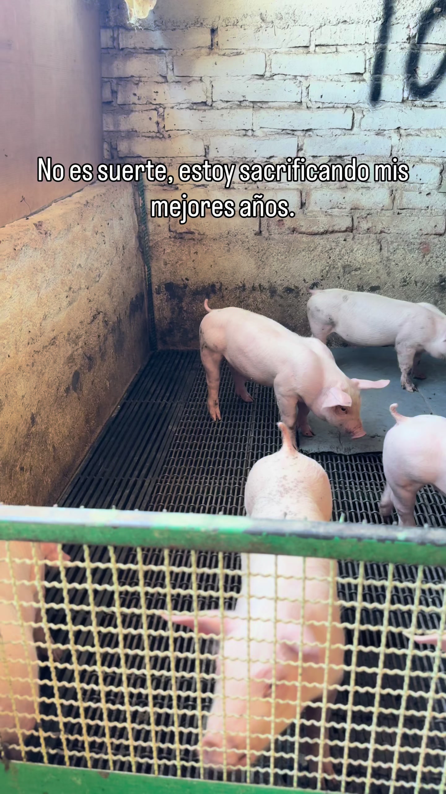 @Alan García 🇲🇽🐷🐖🐽