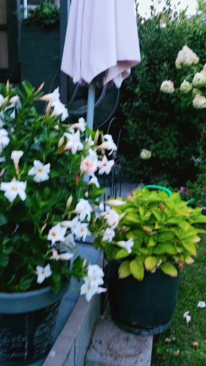 @ana12