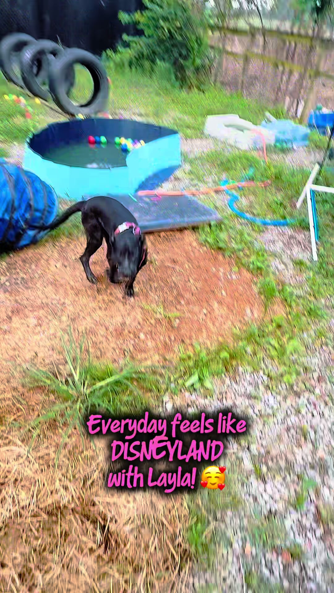 @shininglightanimalrescue