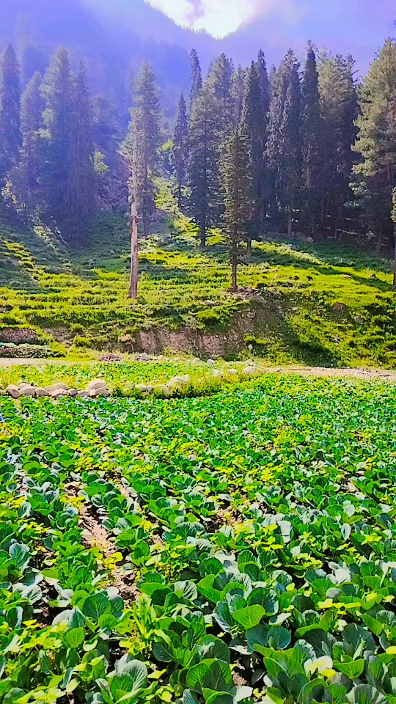 @Pirakhail. 1
