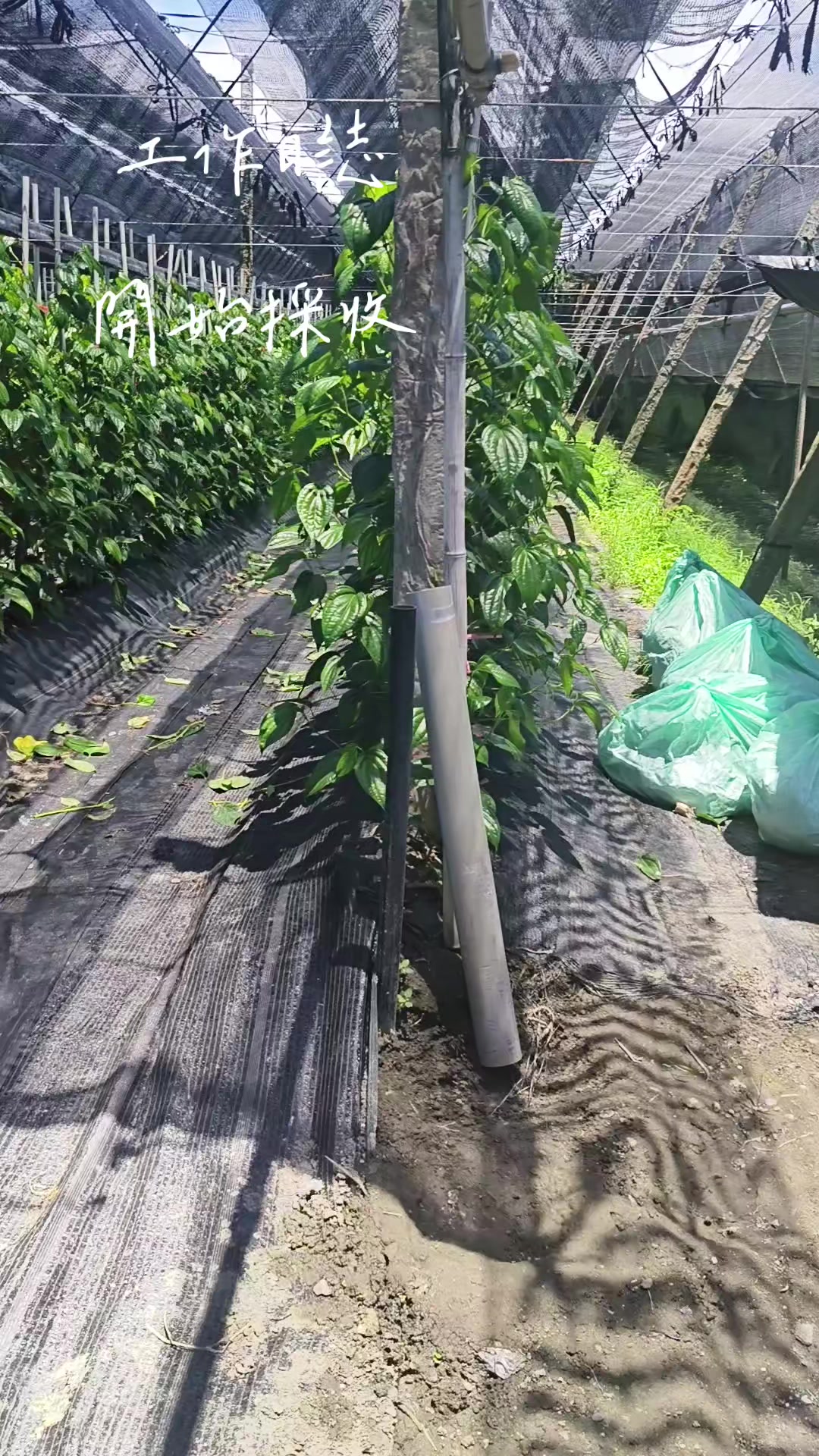@曾國華(牛奶)