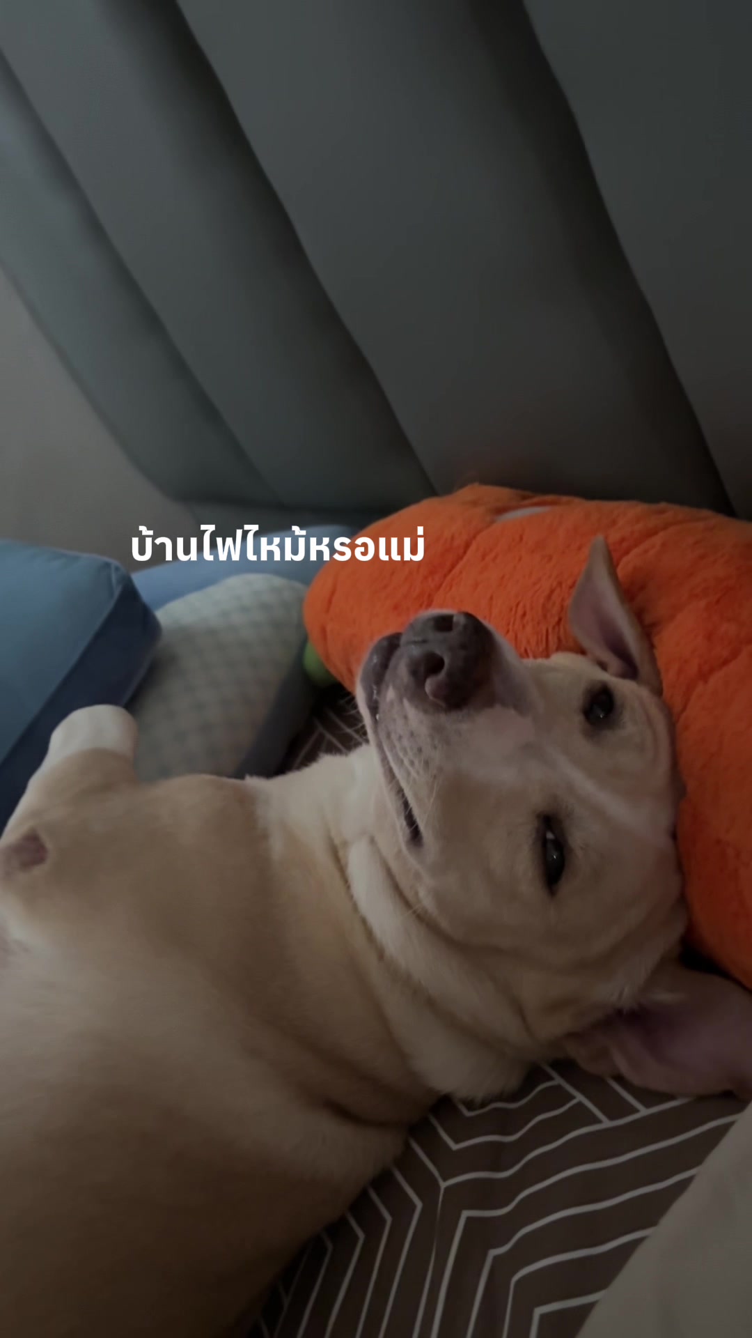 @สามชั้นหมาโหลดต่ำ