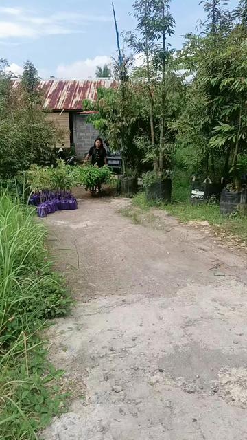 @Nur Durian