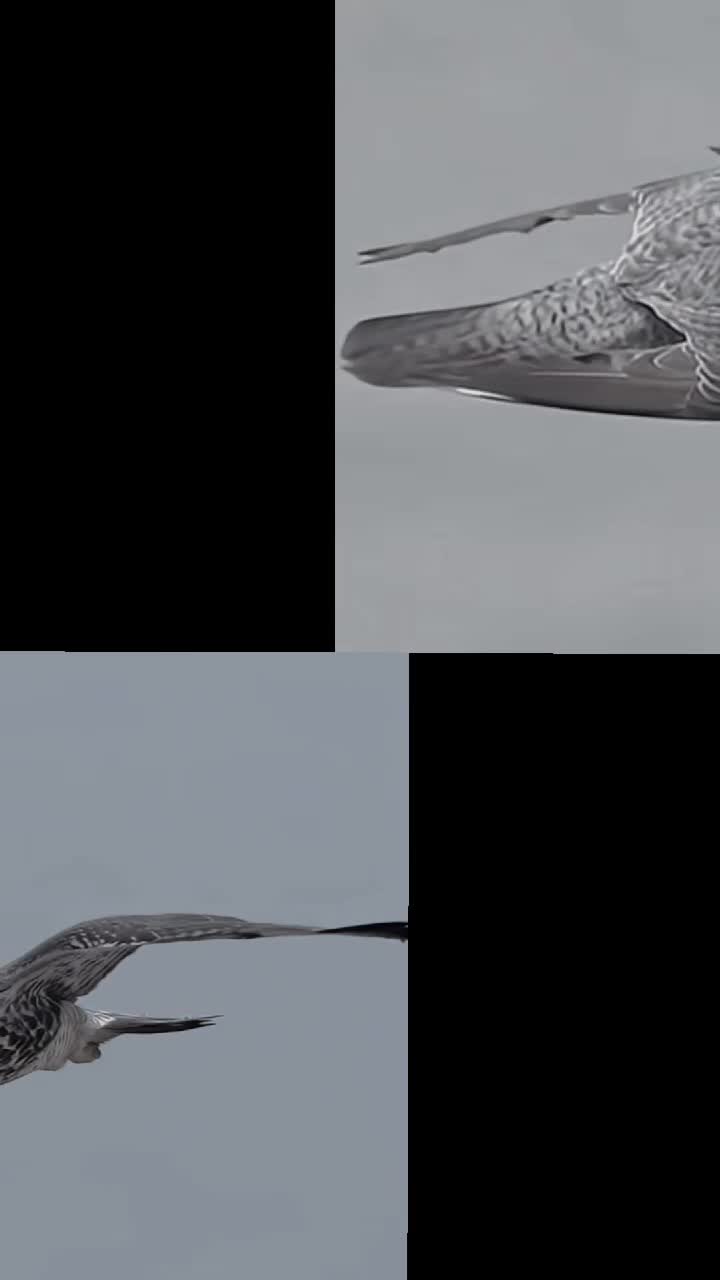 @෴෴╰‿╯෴෴ 𝐊𝐢𝐧𝐠