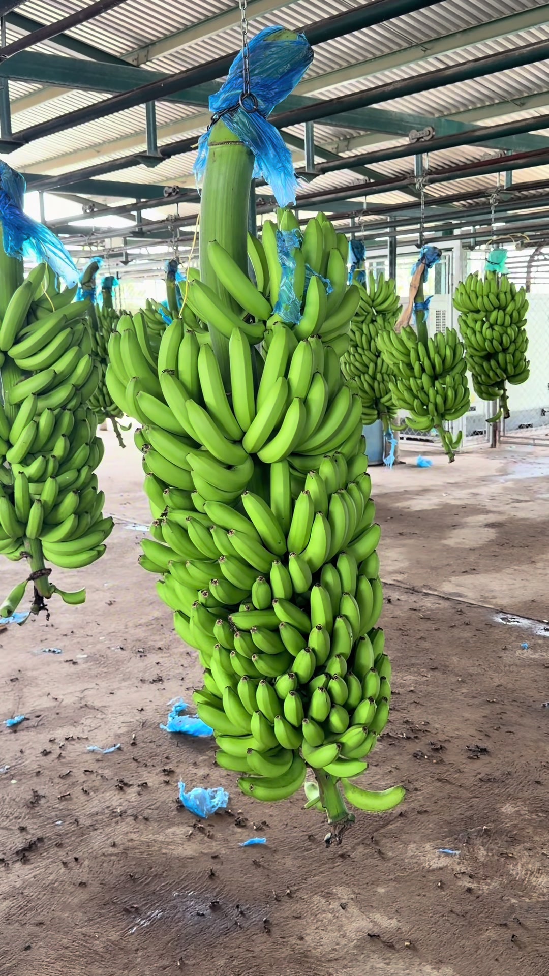 @soyagricultor