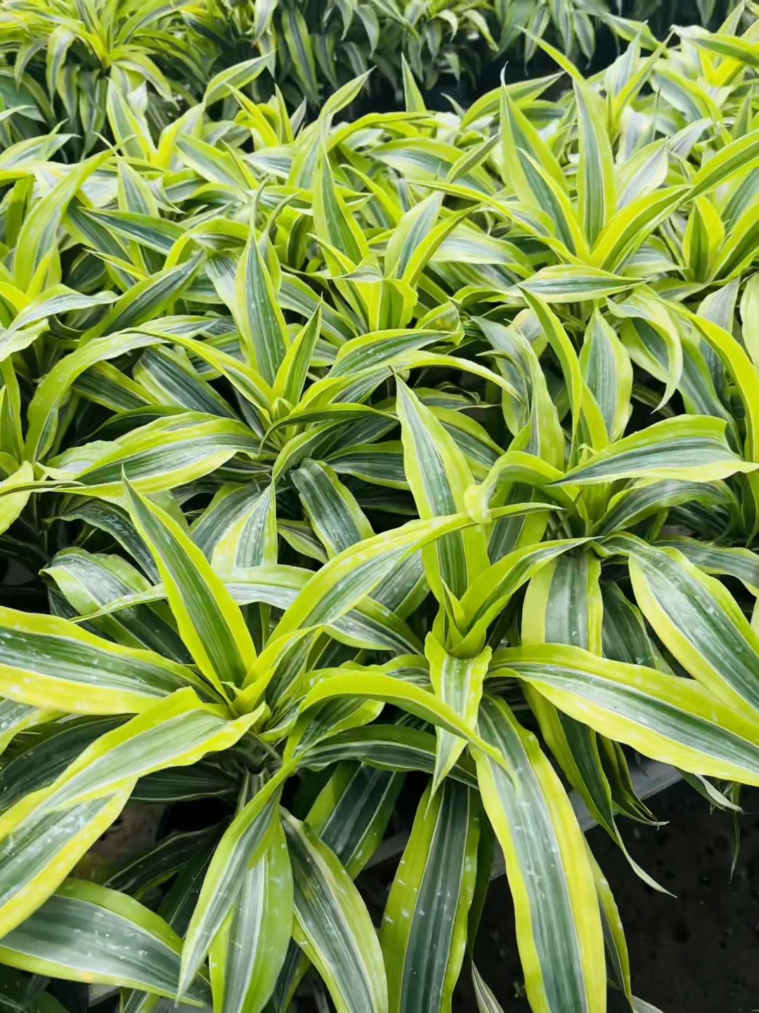@Tiệm Lá Nhỏ