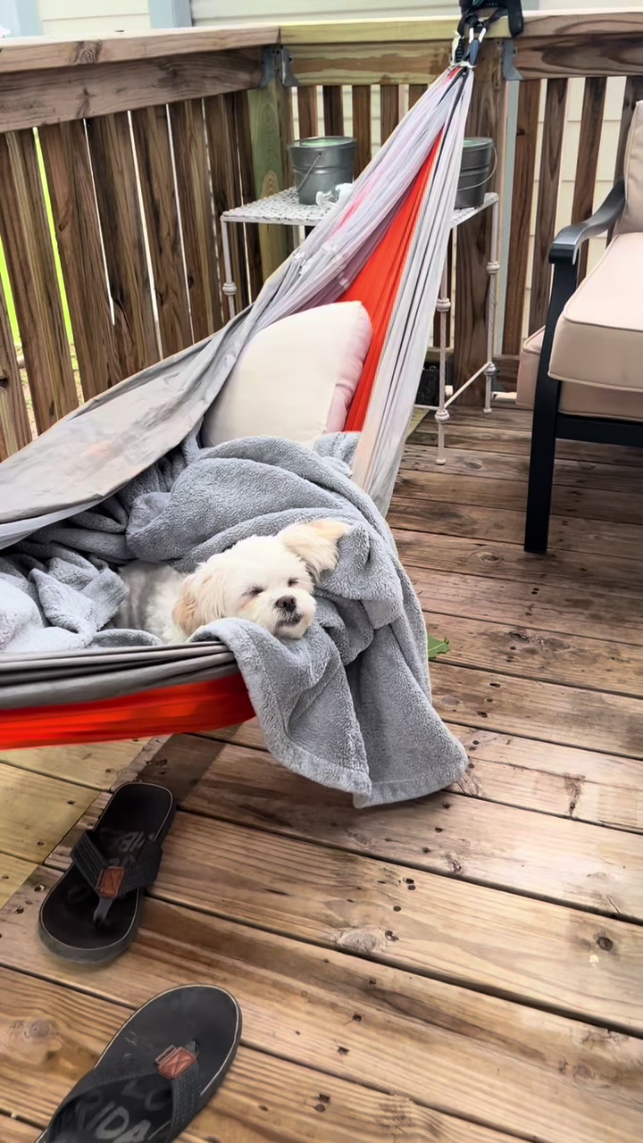 @AZUL🐶🥰