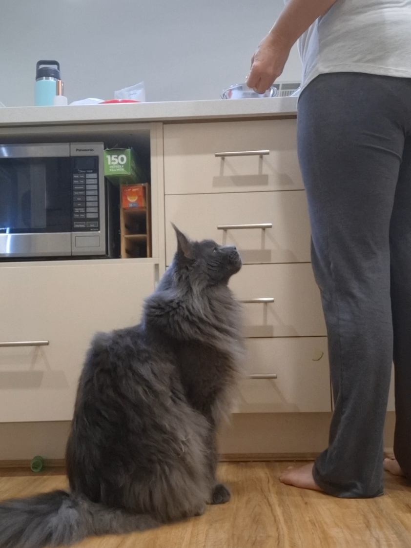 @Ragnar the Maine Coon 🐈