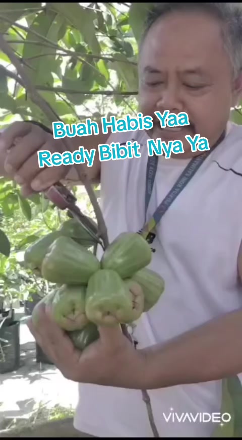 @Bibit khusus samarinda