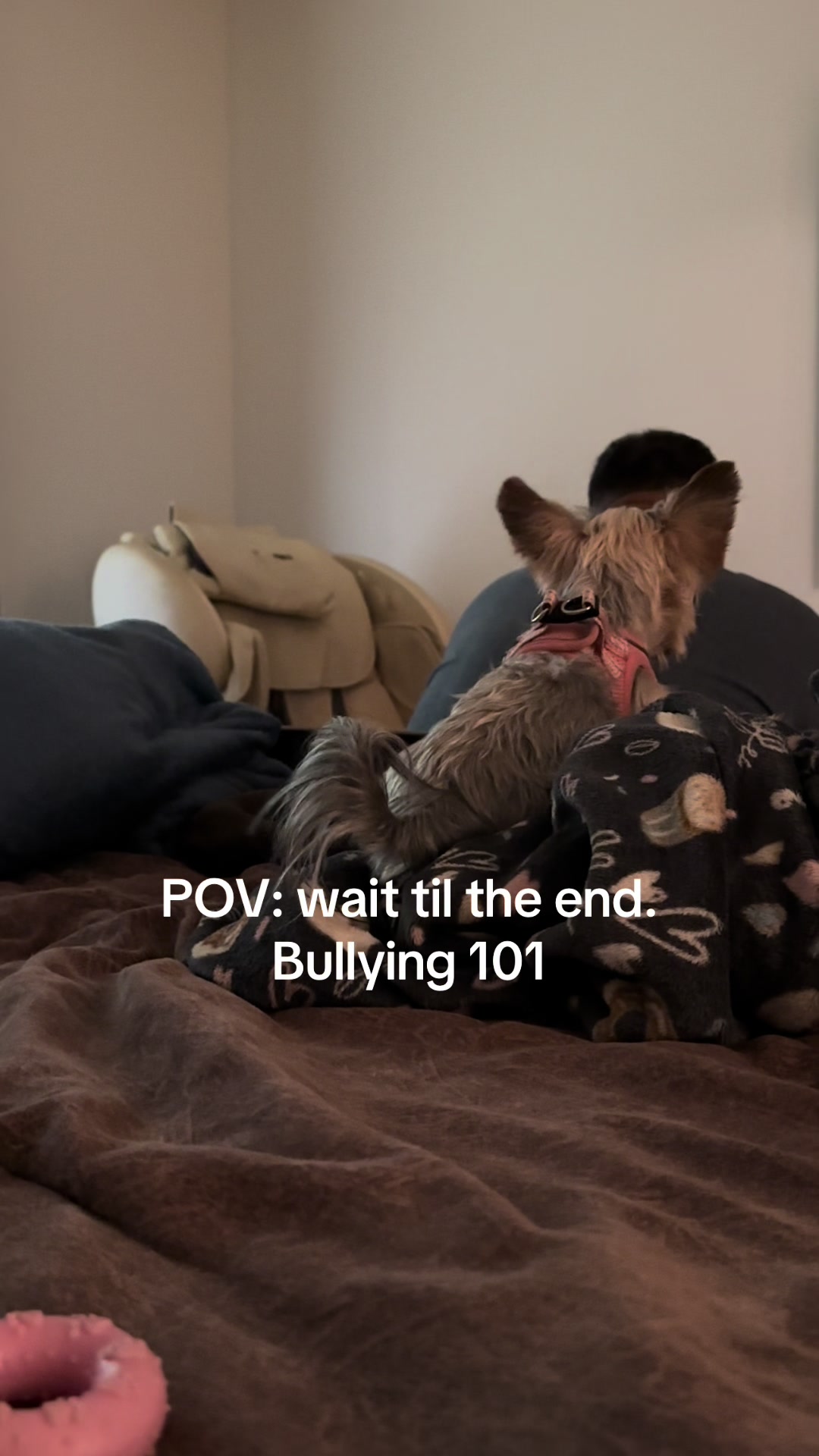 @Penny the Yorkie