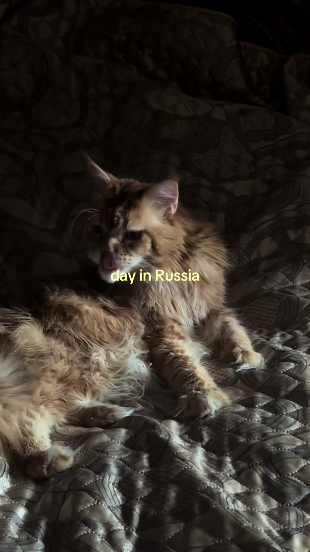 @Emilia