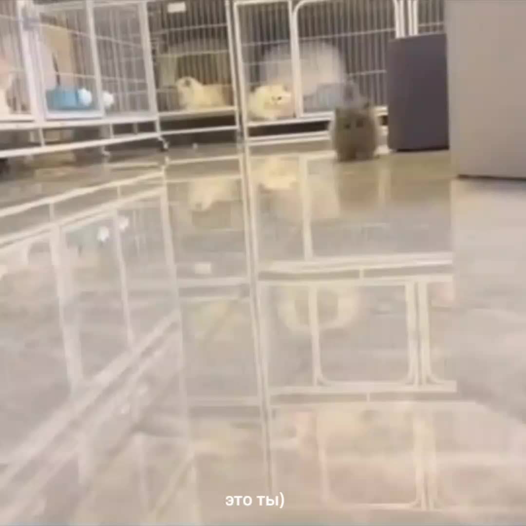 @waffle_0.1