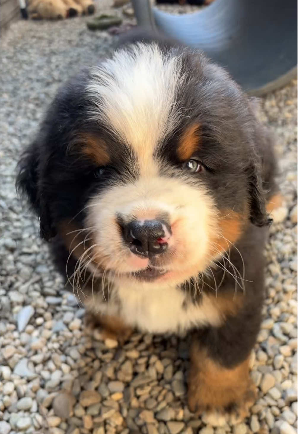 @Alpenspirit Bernese