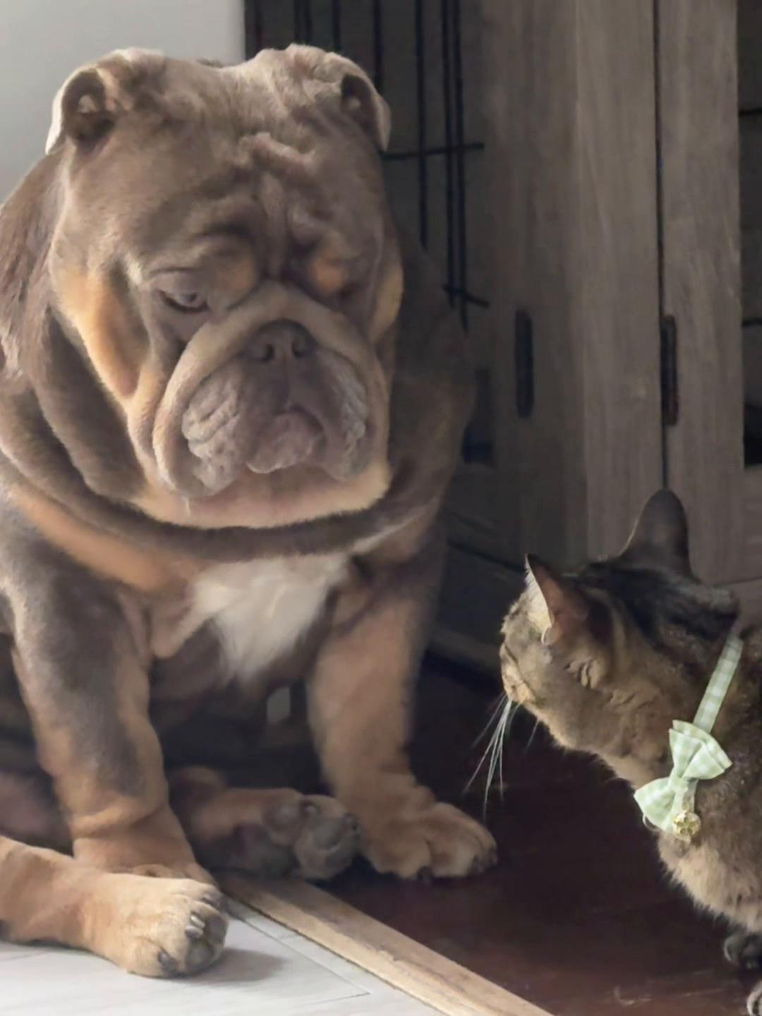 @RawlsTheBulldog