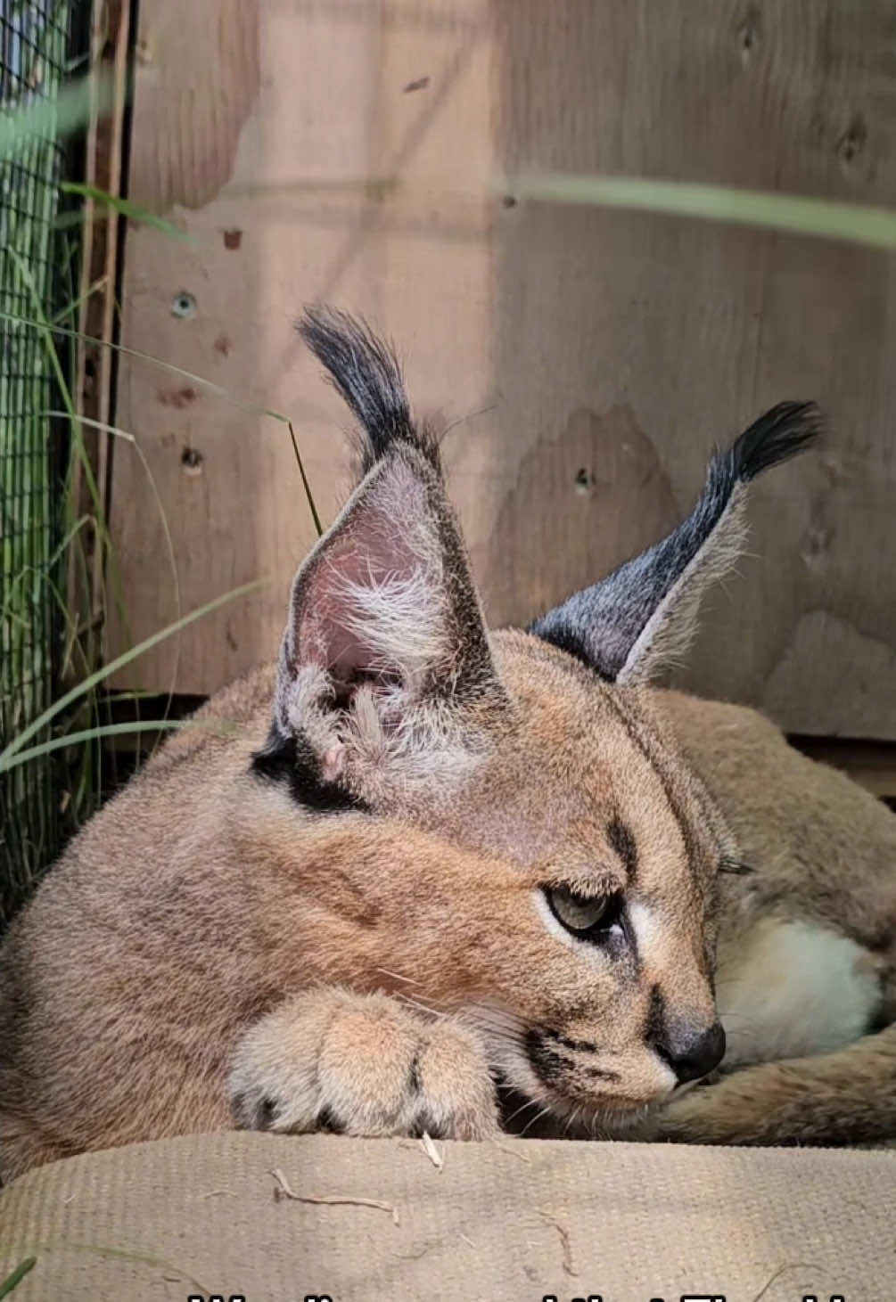 @The Wildcat Sanctuary