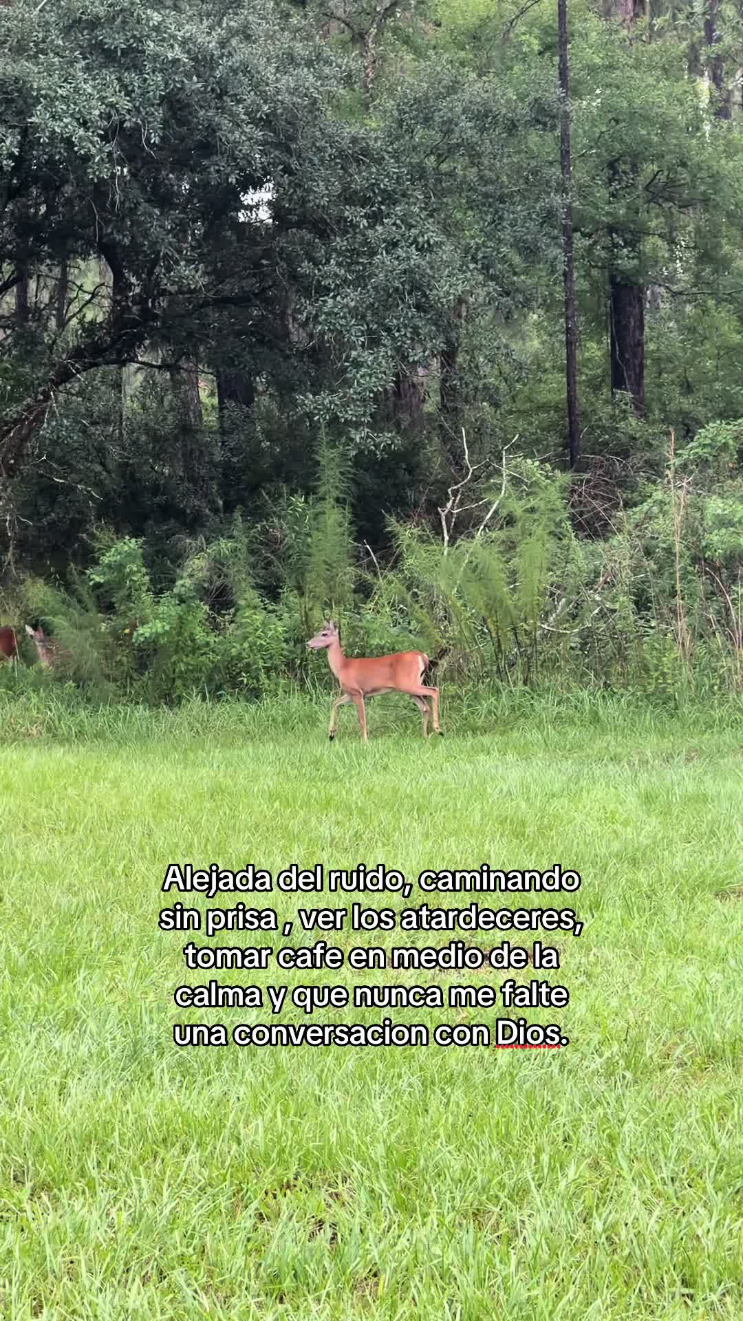 @yisi