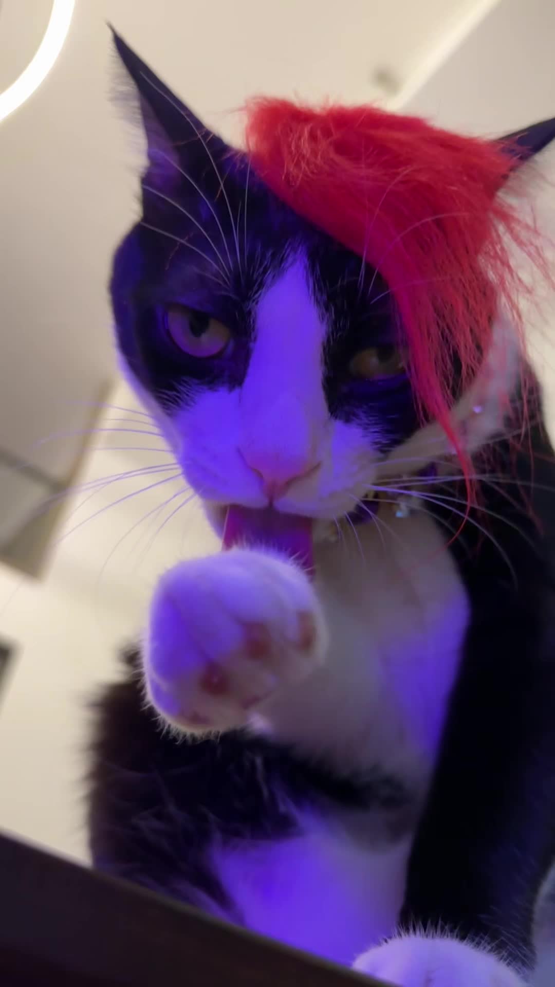 @Licking Cat