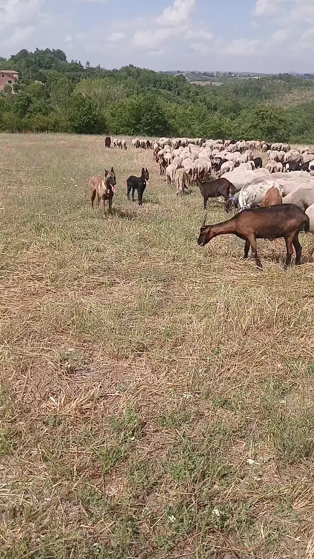 @Amato della vecchia