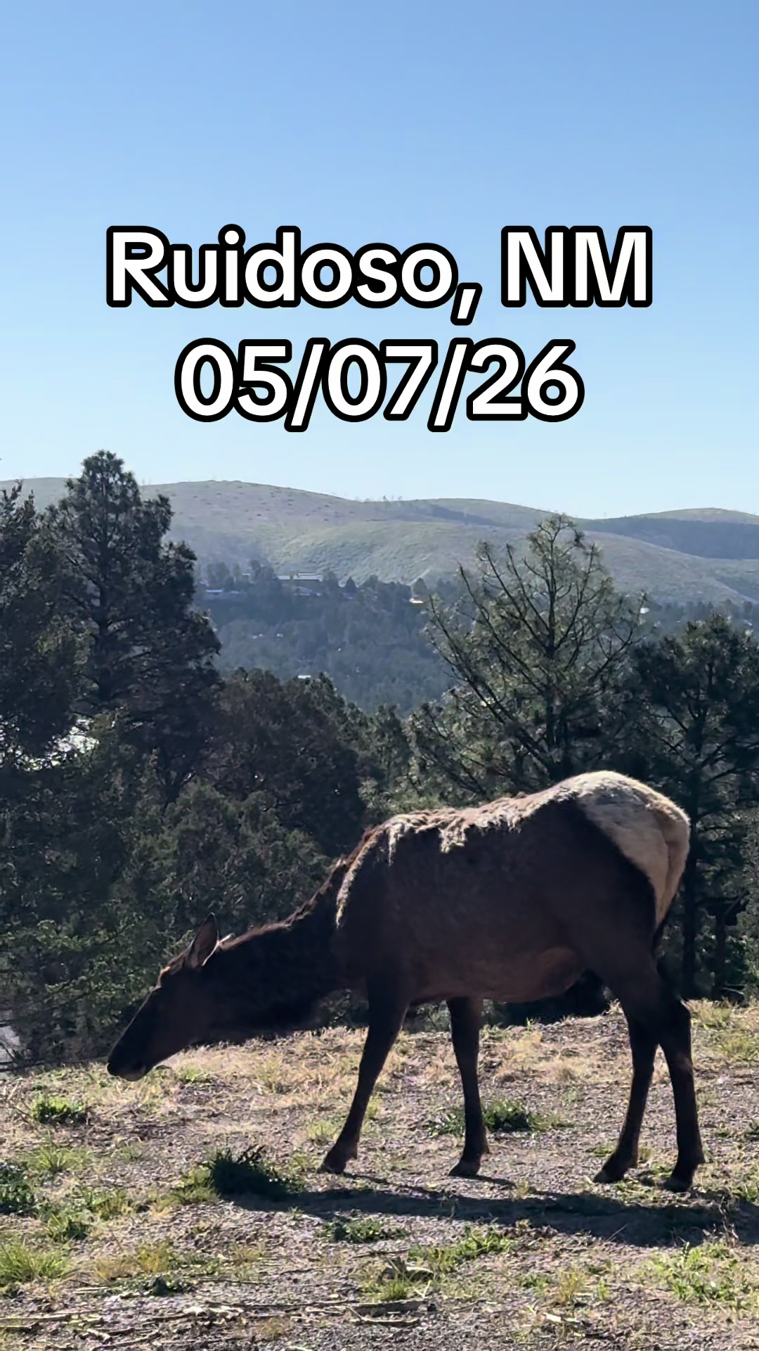 @Mirissa Good Ruidoso Realtor