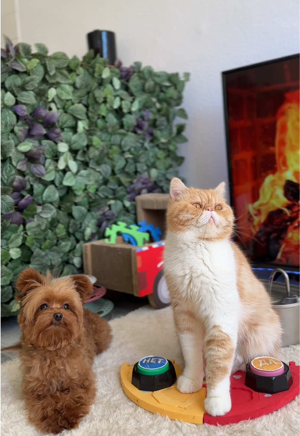 @hariton.cat