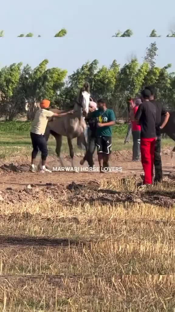 @🏇 MARWARI HORSE RACING 🏇