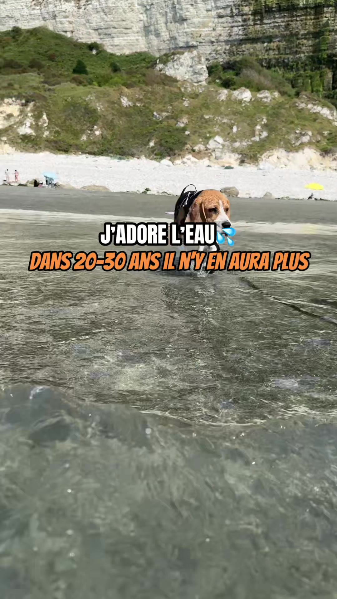 @Asko le Beagle💙