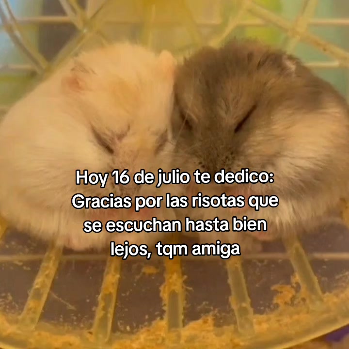 @goodvibessxd