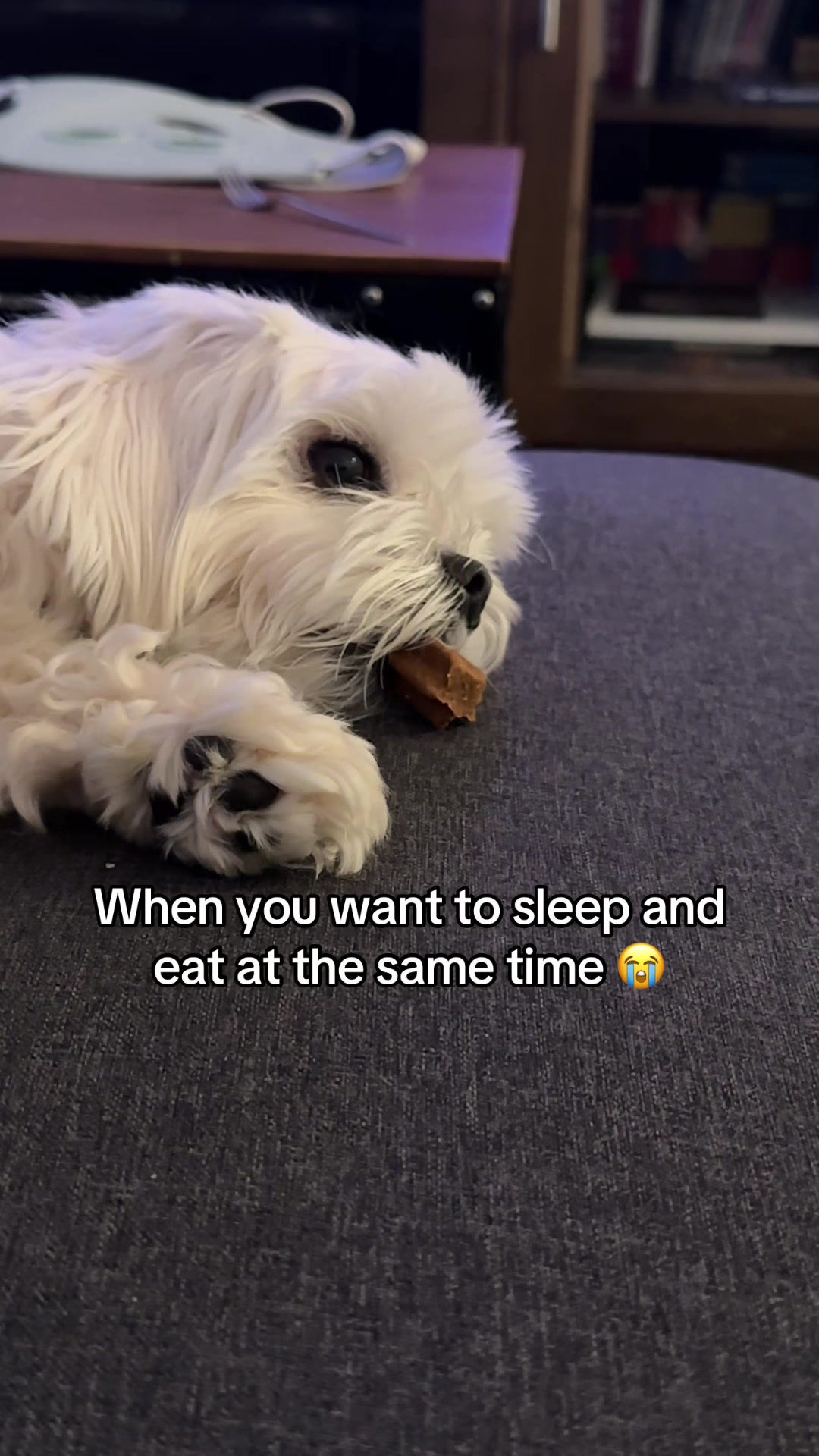 @theluckymaltese