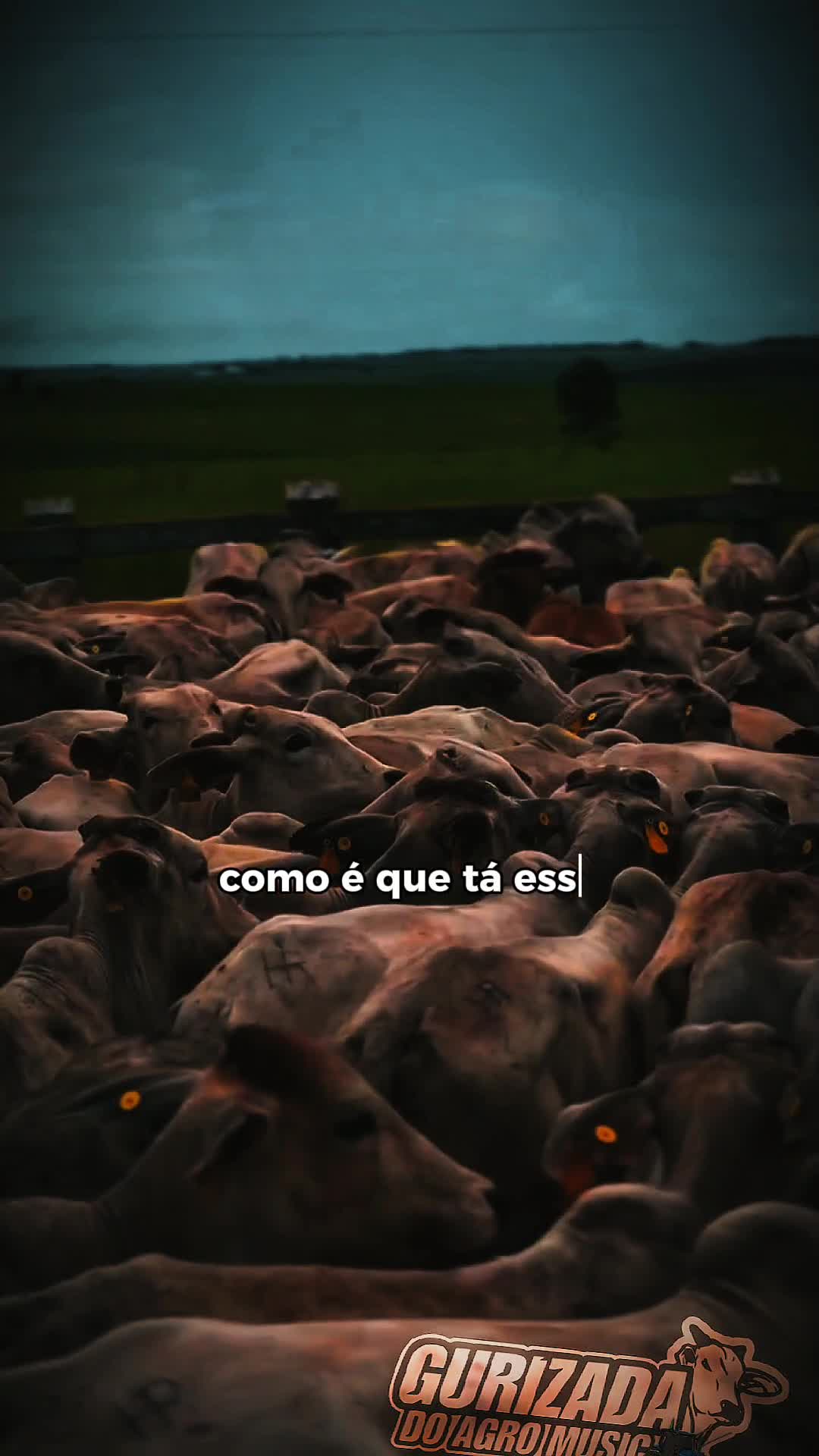 @gurizada_do_agro_music