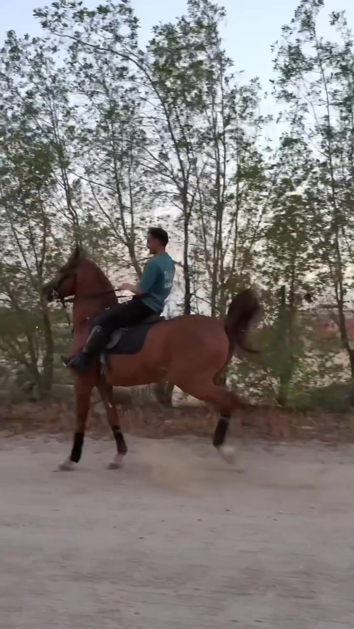 @ثـامر الشـلاش 🐎🤎.