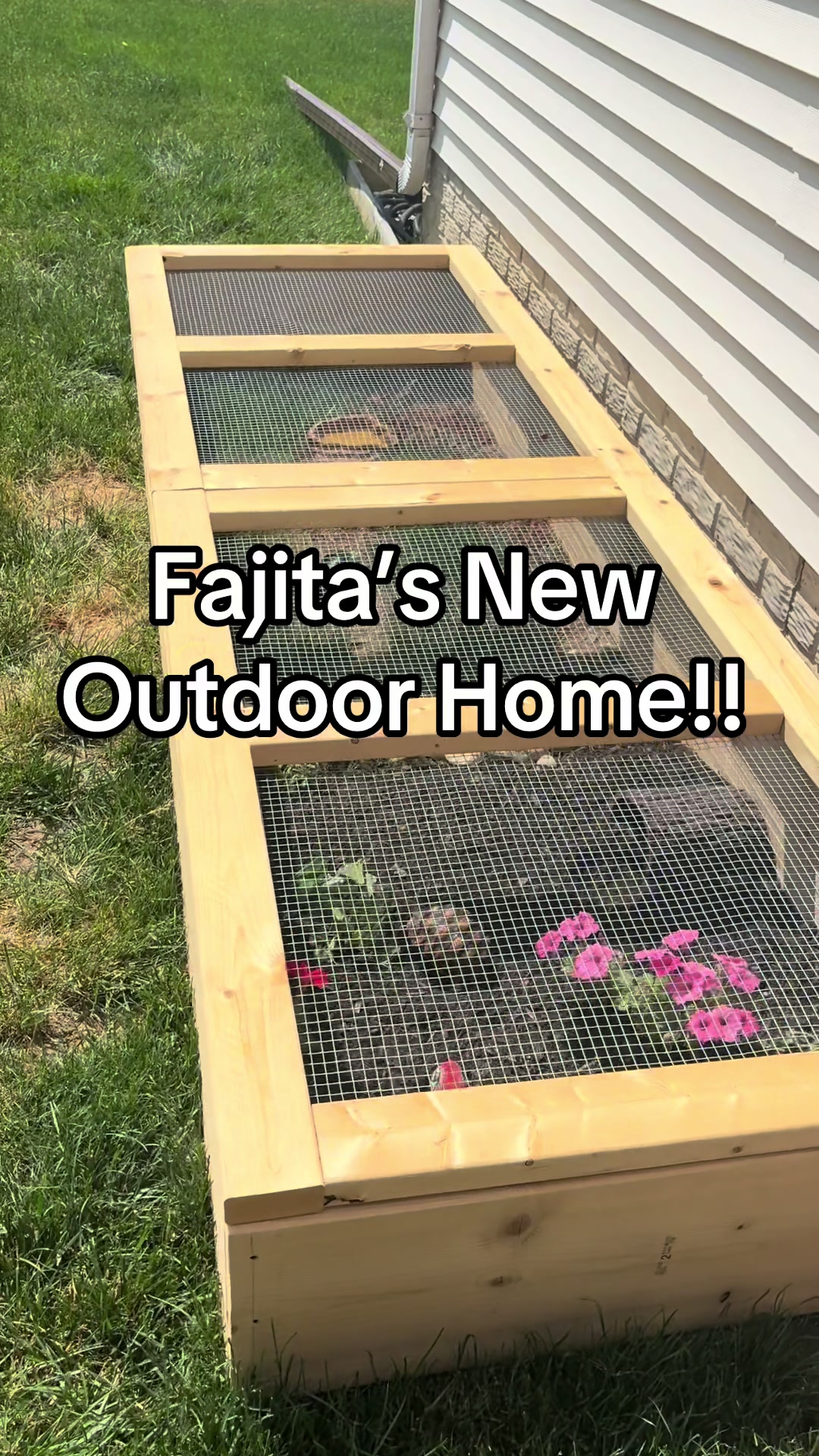 @Fajita 🐢