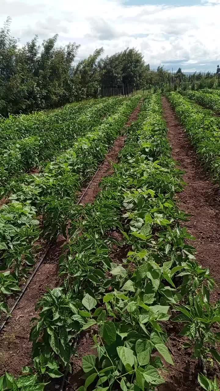 @JEFF TRICKS FARM