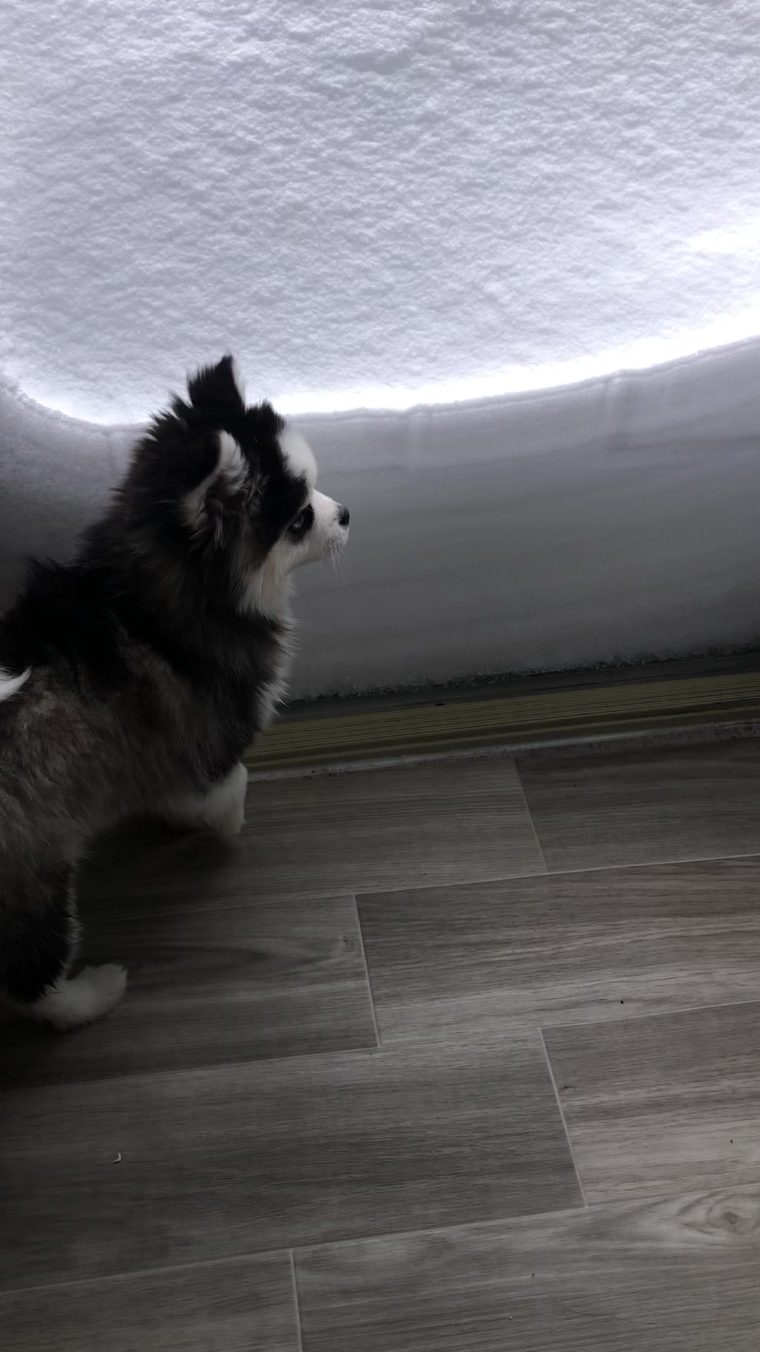 @Ontario Pomsky Puppies
