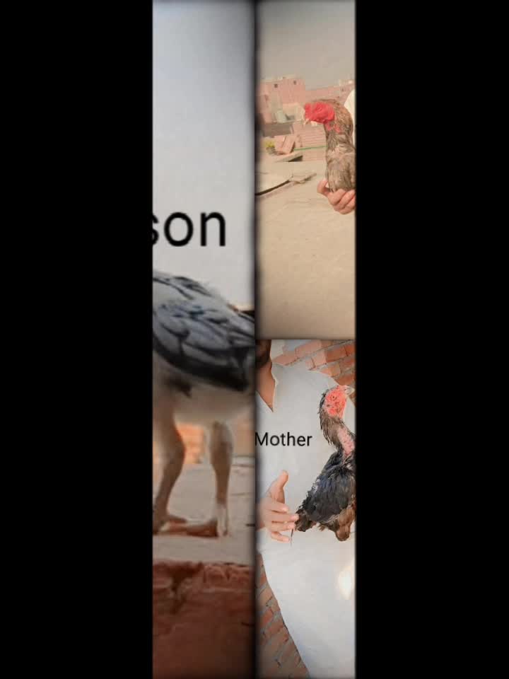 @Royal birds