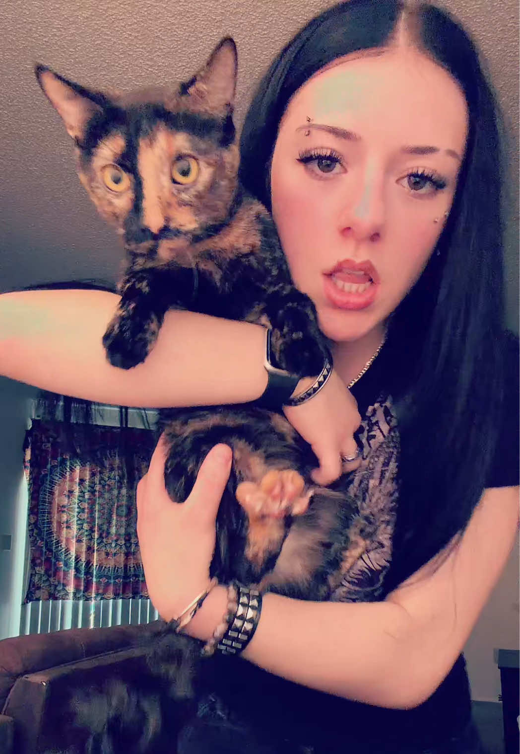 @gatolife2016