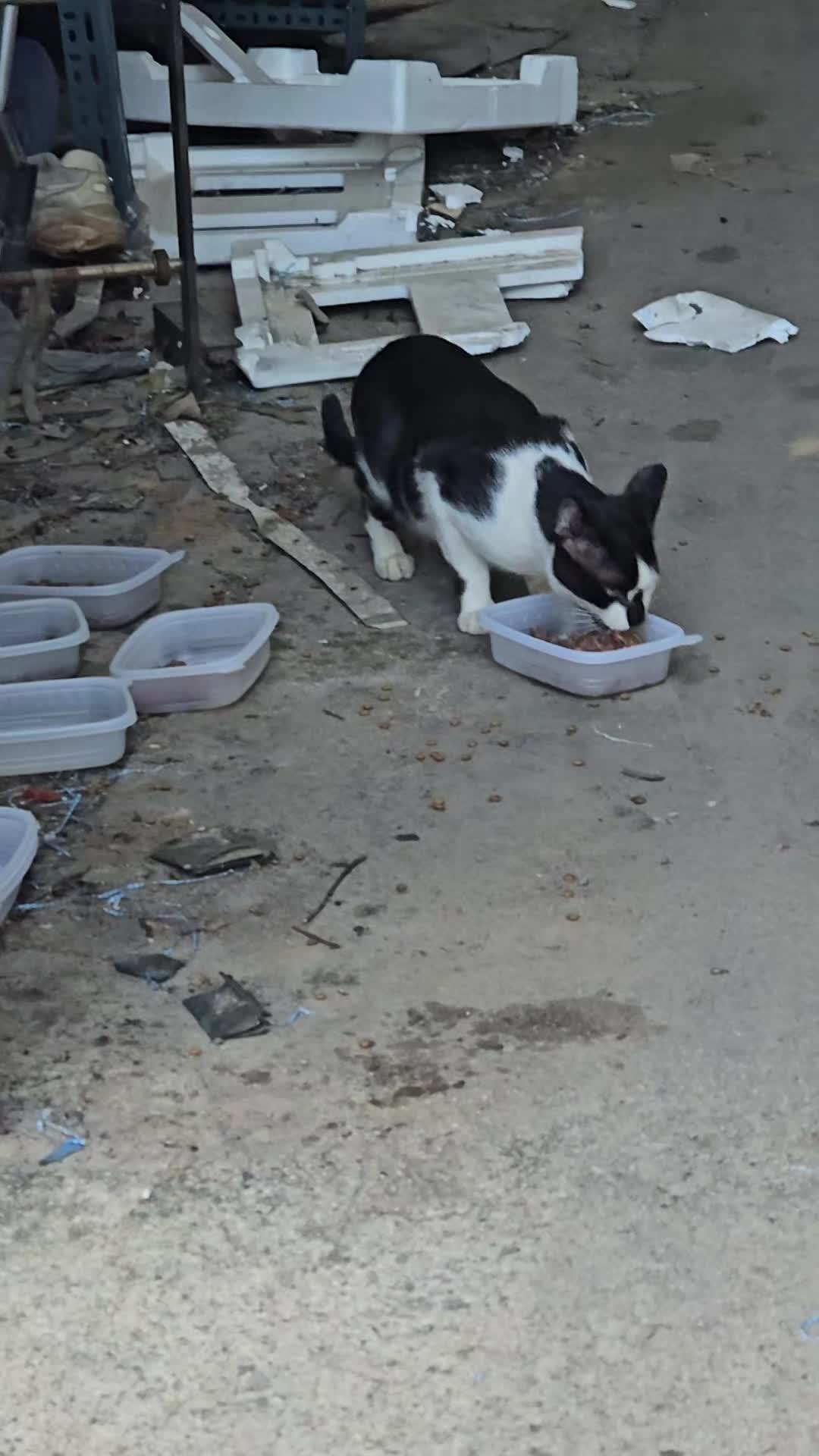 @고양이 형아