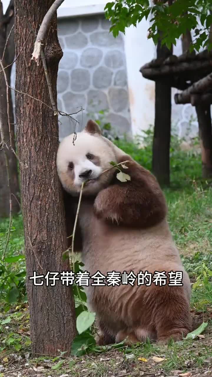 @ショウキンキ
