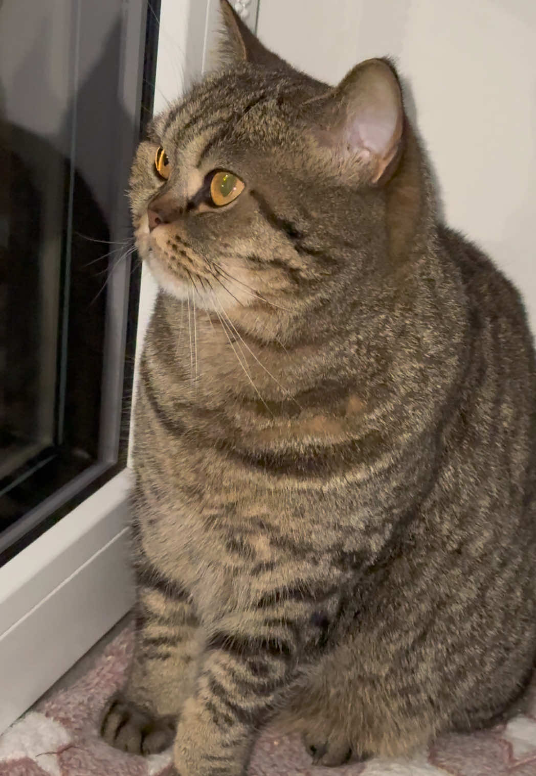 @Sonja_Kitty-Cat