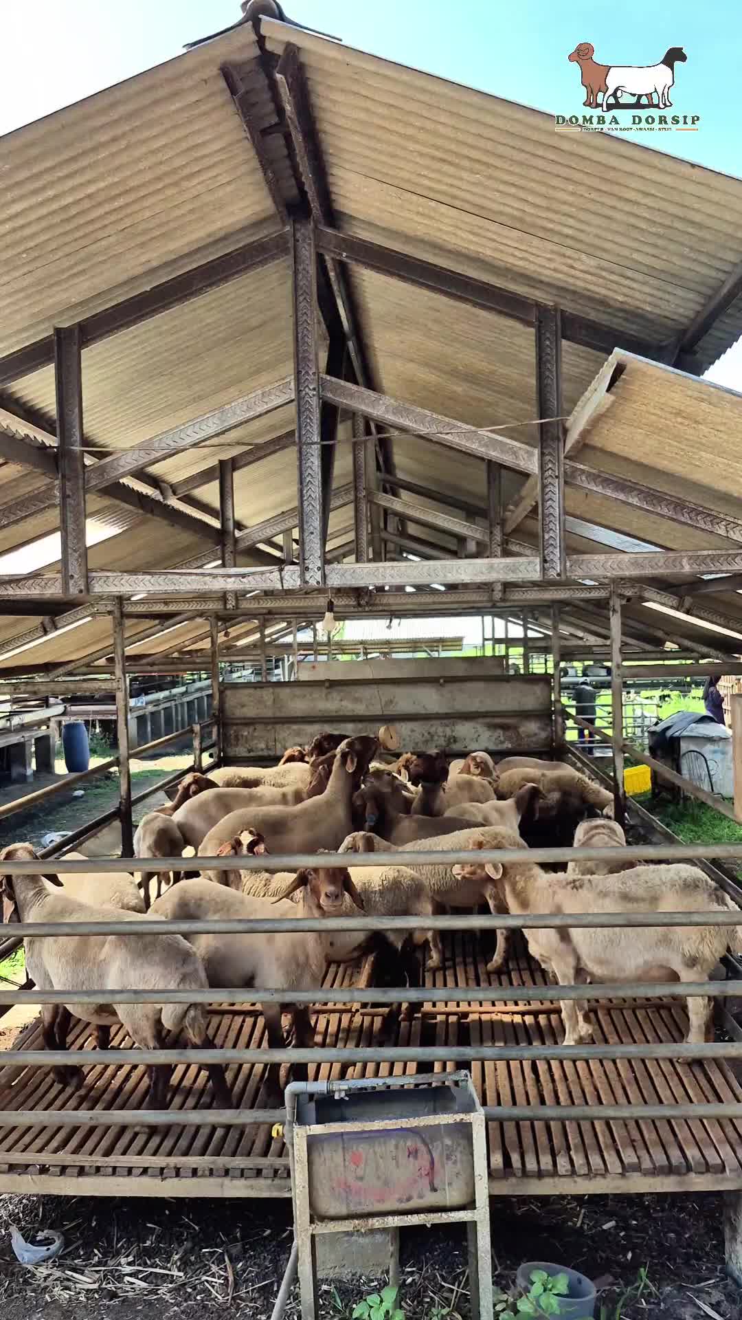 @Kambing Burja Official