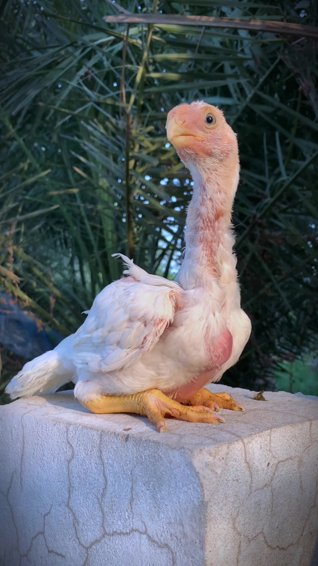 @Birds_Goat