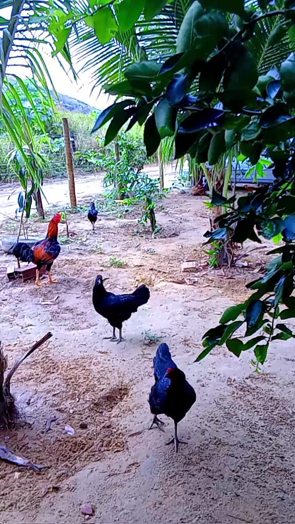 @Potiraguá Bahía e região