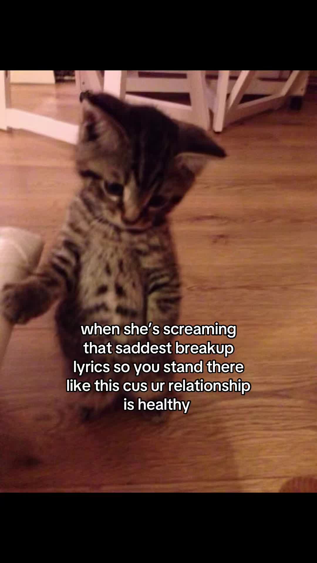 @meowconcept