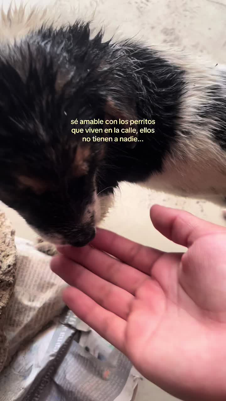 @mf