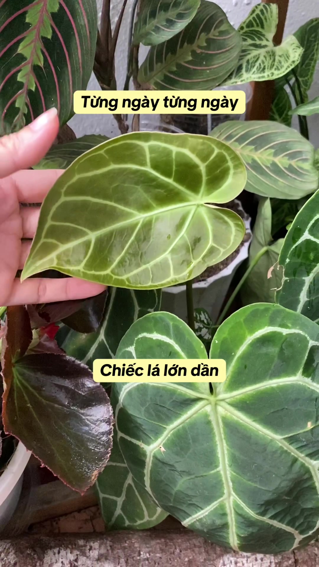 @Cây nhiều lá 🌿